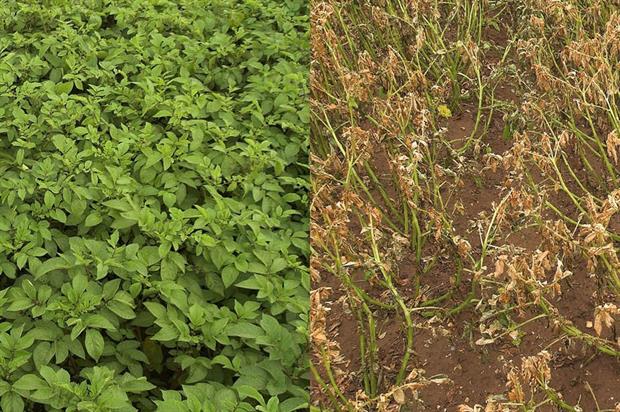 Potato crop before and six days after desiccation - image:Syngenta