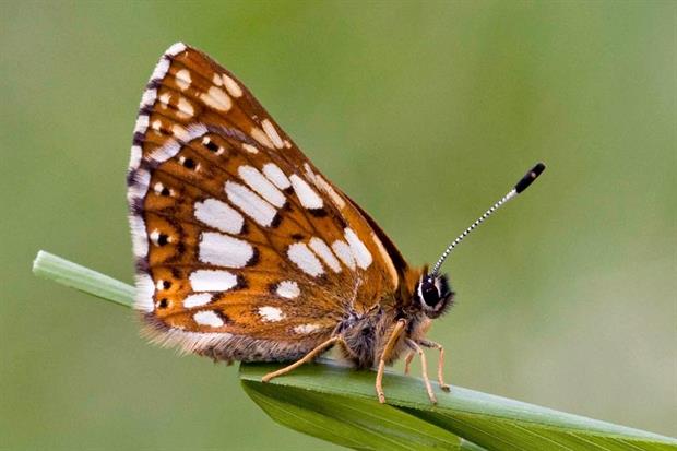 Image: Butterfly Conservation