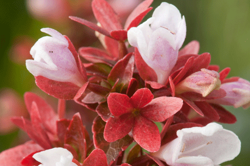 Abelia grandiflora 'Mystic Daydream' - image: Plantarium