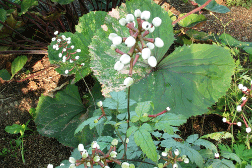 Actaea pachypoda 'Misty Blue' - image: Plantarium