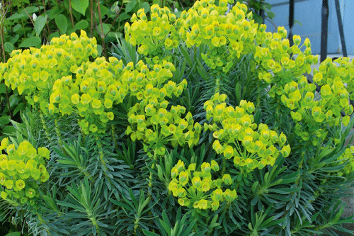 Euphorbia characias 'Shorty' - image: Plantarium