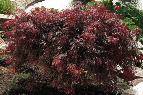 Acer palmatum dissectum 'Garnet' - image: Suttons Seeds