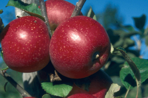 Apple 'Red Windsor' - image: FPM