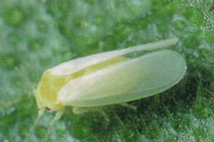Bemisia Tabaci (tobacco whitefly) Image: Fera