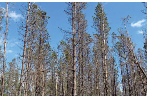 Red band needle blight surfaces in Scotland - image: Forestry Commission