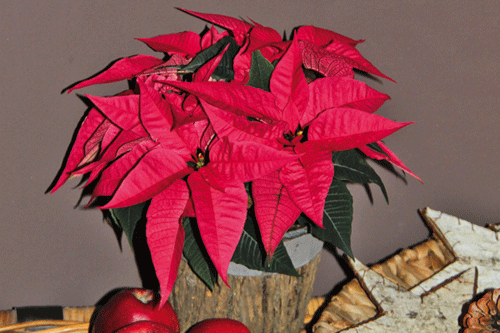Poinsettia 'Christmas Feelings Neon' - Selecta Klemm