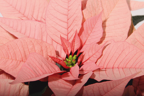 Poinsettia 'Christmas Feelings Flamingo' - image: Selecta Klemm