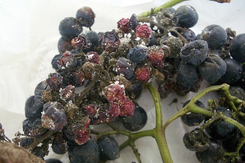Grapes showing fungal infection - image:Robert Pitkin