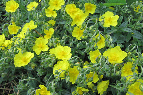Helianthemum nummularium (Common Rockrose) - image: FlickR/Leonora Enking