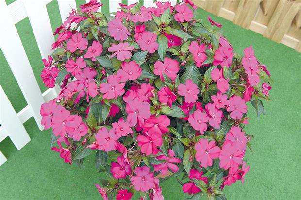 SunPatiens Compact Magenta Imp - image: Early Ornamentals
