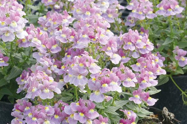 Nemesia 'Lilac Queen' - image: Early Ornamentals