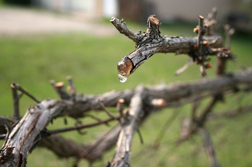 A pruned vine. Most prunings are left to decompose or are burnt on-site. Image: Flickr/daBinsi