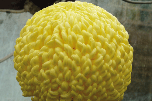 Chrysanthemum 'Chloe Ball' - image: Woolmans