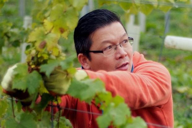 A Forty Hall vineyard volunteer - image: Capel Manor College