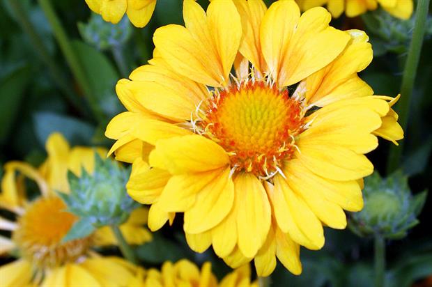 Gaillardia 'Naomi Sunshine' - image: Botanics International