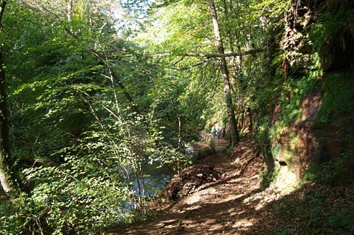Gelt Woods - image:Sharon Leedell