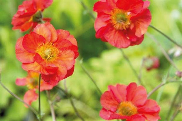 Geum 'Scarlett Tempest' - image: Hawkesmill Nurseries
