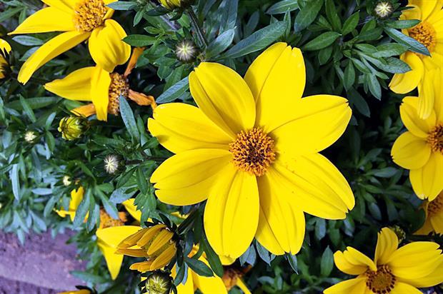 Giant Yellow - image: Cohen