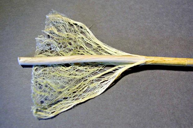Hemp stem and fibres - image: Wikimedia Commons/Natrij