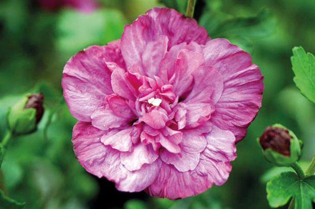 Hibiscus syriacus 'Rwoods5' (Magenta Chiffon)