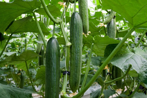 The Hi Power variety - image:Nunhems