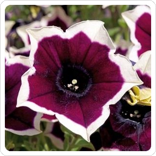 Petunia