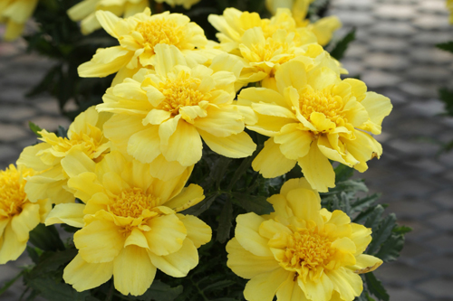 Marigold Alumia - image: Moles Seeds