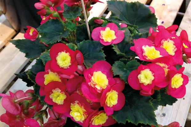 Begonia Elatior Valentino Pink - image: HW