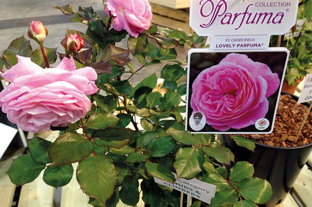 Rose Lovely Parfuma - image: HW