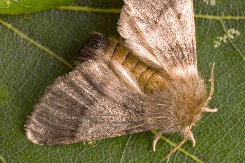 Adult oak processionary moth (Thaumetopoea processionea) - image:Forestry Commission