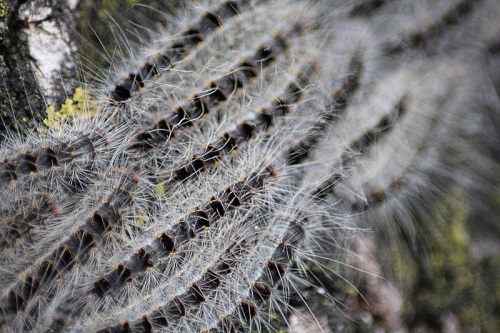 Oak processionary moth (Thaumetopoea processionea) caterpillars - image:Kleuske