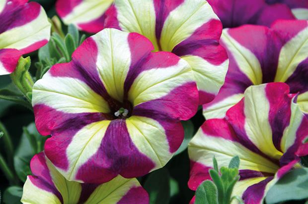 Petunia ‘Purple Cream’ - image: Kernock Plants