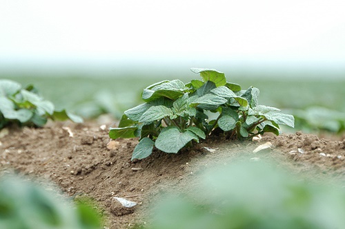 image:Syngenta