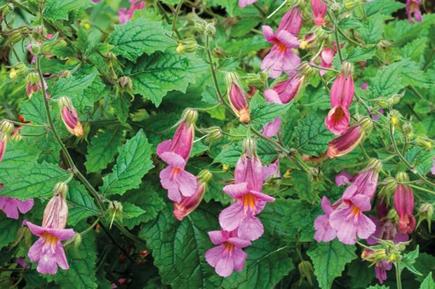 Rehmannia 'Walberton's Magic Dragon'