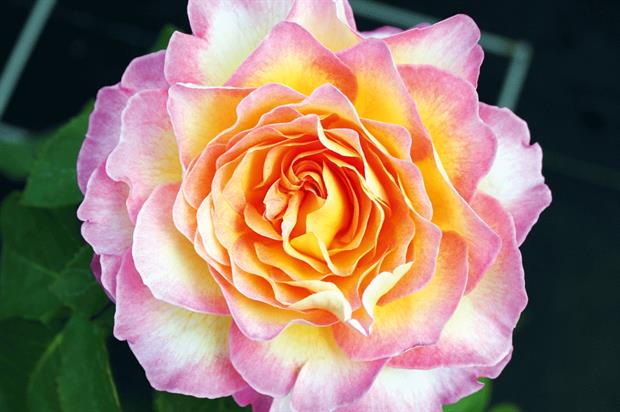 Rosa 'Gorgeous'. Credit: Poulsen
