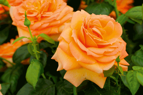 Rose 'Lady Marmalade' - image: HW