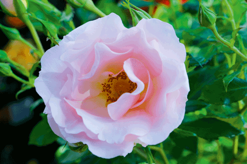 Rose 'Pink Champagne' - image: HW