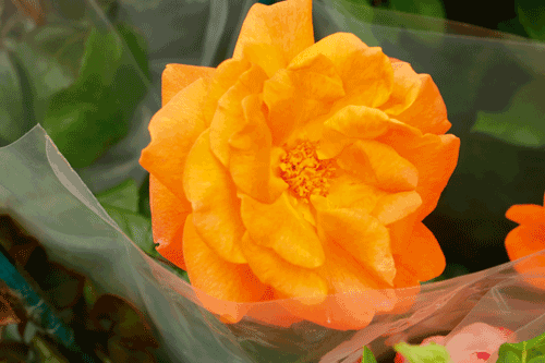 Rose 'Show Star' - image: HW