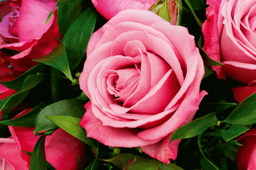 Rose 'Silver Shadow' - image: HW