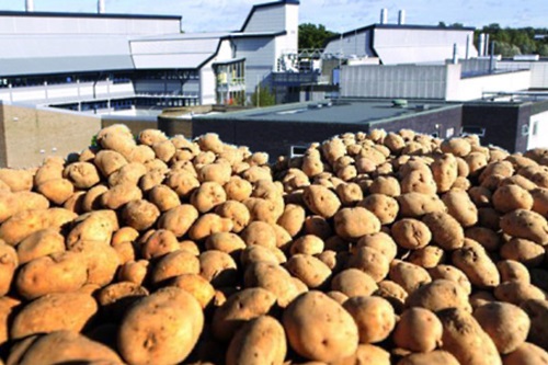 Potatoes at the Sainsbury's Laboratory - image:GM Watch