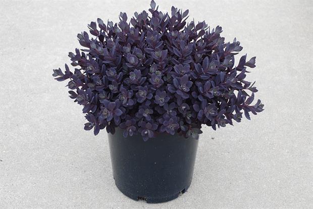 Sedum 'Sunsparkler Plum Dazzled' - image: Plantipp