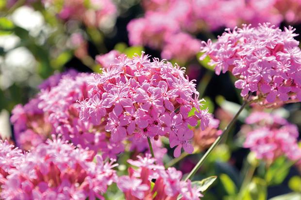 Silene ‘Sparkling Rose’ - image: Kernock Park Plants