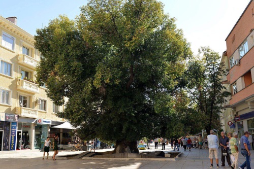 The Old Elm, Sliven - image:NAP