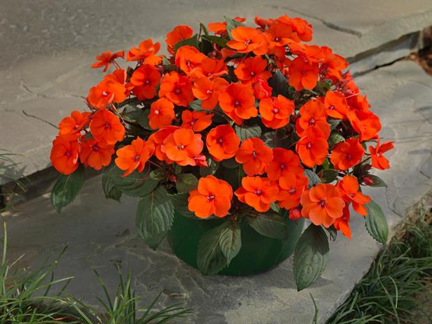 SunPatiens 'Hot Coral' - image: Earley Ornamentals