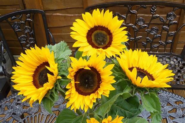 Sunflower Earlistart F1 - image: CN Seeds