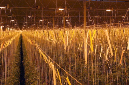 Night lighting in a Thanet earth tomato glasshouse - image:Thanet Earth