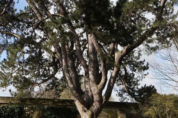 Image: Oxford University Botanic Garden