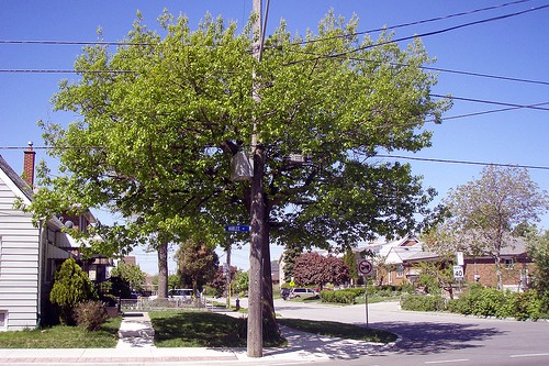 Toronto suburb - image: Anthony Easton