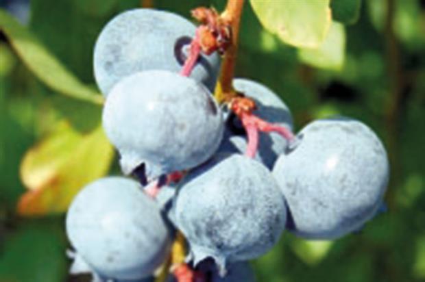 Vaccinium corymbosum 'TH682' (Blue Suede)