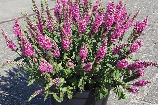 Veronica spicata Bubblegum Candles - image: Plantipp